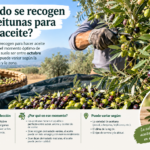 Cuándo se recogen las aceitunas para hacer aceite
